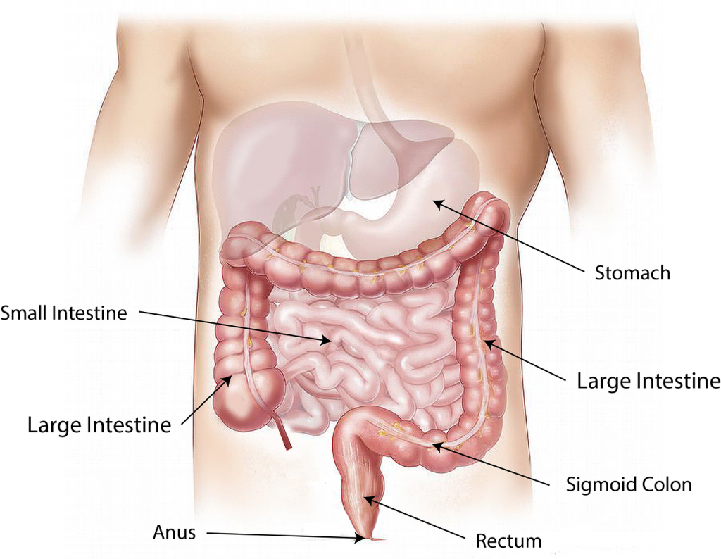 intestines - picture of parts of bowels